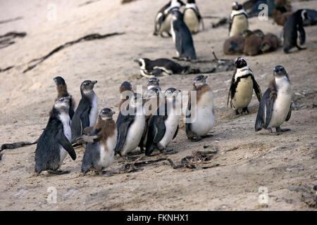 Jackass Penguin afrikanische Pinguin Erwachsener mit Youngs Boulders Beach Simonstown Western Cape Südafrika Afrika / (Spheniscus Stockfoto