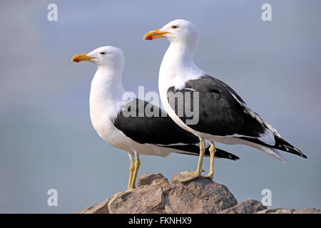 Kelp Gull, erwachsenes paar auf Felsen, Stony Point, Bettys Bay, Western Cape, Südafrika, Afrika / (Larus Dominicanus) Stockfoto