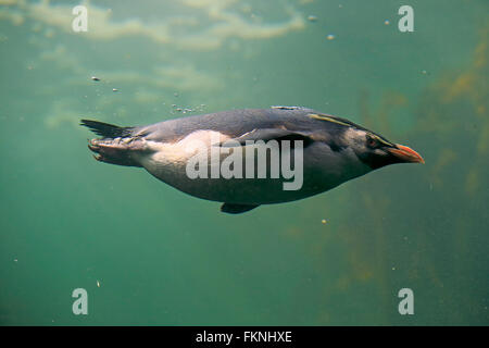 Rockhopper Penguin, Südafrika, Afrika / (Eudyptes Chrysocome) Stockfoto