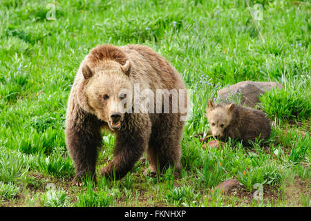 Eine Sau Grizzlybär (Ursus Arctos) mit ihr junges, Yellowstone-Nationalpark, Wyoming Stockfoto