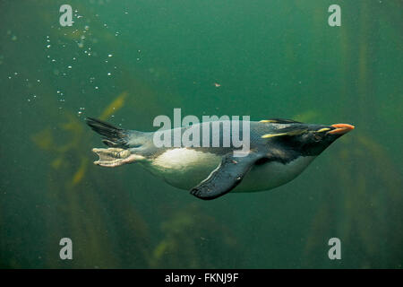 Rockhopper Penguin, Südafrika, Afrika / (Eudyptes Chrysocome) Stockfoto