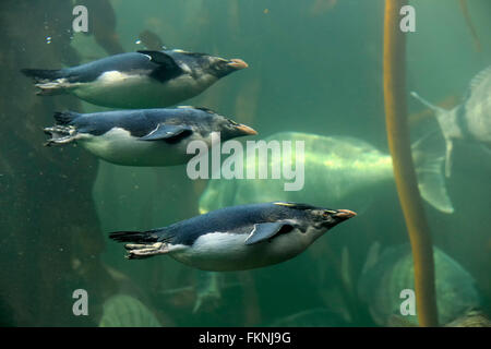 Rockhopper Penguins, Südafrika, Afrika / (Eudyptes Chrysocome) Stockfoto