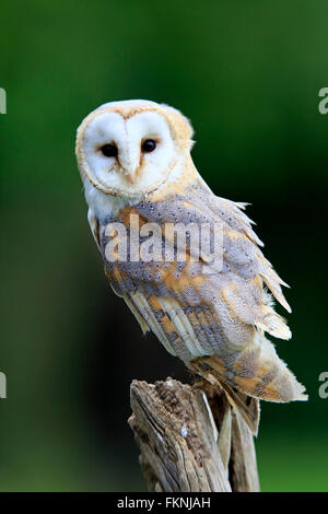 Schleiereule, Eifel, Deutschland, Europa / (Tyto Alba) Stockfoto