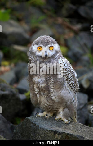 Schneeeule, Jungvogel, Skandinavien, Europa / (Nyctea Scandiaca) Stockfoto