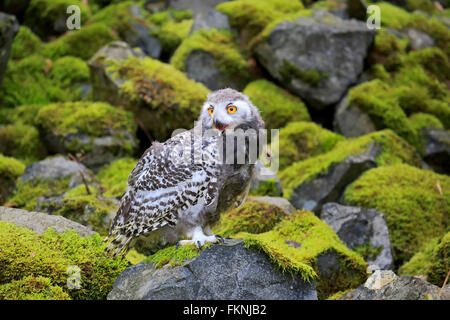 Schneeeule, Jungvogel, Skandinavien, Europa / (Nyctea Scandiaca) Stockfoto