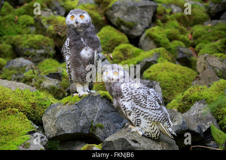 Schneeeule, Jungvögel, Skandinavien, Europa / (Nyctea Scandiaca) Stockfoto