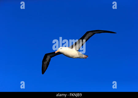 Black-Browed Albatross, Kap der guten Hoffnung, Südafrika, Afrika / (Thalassarche Melanophrys) Stockfoto