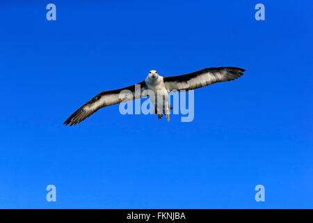 Black-Browed Albatross, Kap der guten Hoffnung, Südafrika, Afrika / (Thalassarche Melanophrys) Stockfoto