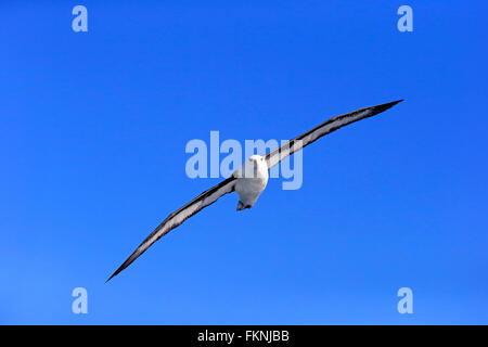 Black-Browed Albatross, Kap der guten Hoffnung, Südafrika, Afrika / (Thalassarche Melanophrys) Stockfoto