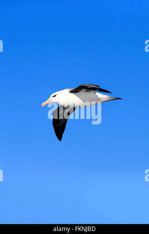 Black-Browed Albatross, Kap der guten Hoffnung, Südafrika, Afrika / (Thalassarche Melanophrys) Stockfoto