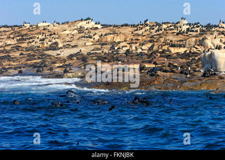 Seal Island, Robbenkolonie, Western Cape, Südafrika, Afrika / (Arctocephalus percivali) Stockfoto
