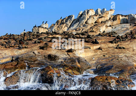 Kap-Pelz-Dichtung, Seal Island, Western Cape, Südafrika, Afrika / (Arctocephalus percivali) Stockfoto