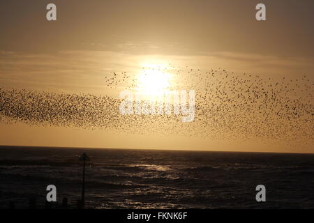 Aberystwyth, Wales, UK. 9. März 2016.  Wetter: Sonnenuntergang, wann wieder eine gigantische Murmuration der Stare zum Schlafplatz unter alten viktorianischen Pier Credit: mike Davies/Alamy Live News Stockfoto