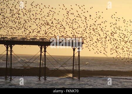 Aberystwyth, Wales, UK. 9. März 2016.  Wetter: Sonnenuntergang, wann wieder eine gigantische Murmuration der Stare zum Schlafplatz unter alten viktorianischen Pier Credit: mike Davies/Alamy Live News Stockfoto