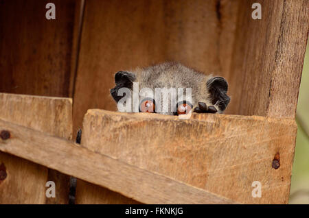 Sportive Lemur tauchen den Kopf von seinen Nistkasten Stockfoto