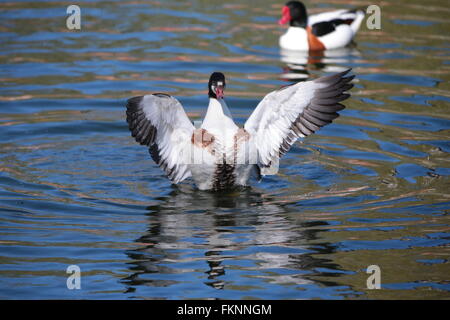 Wildgans fliegen (Tadorna Tadorna) Stockfoto