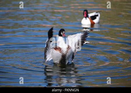 Wildgans fliegen (Tadorna Tadorna) Stockfoto