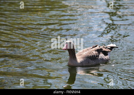 Grey Goose schwimmt auf Wasser Stockfoto