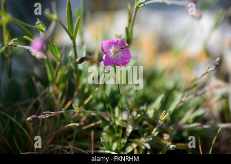 Cheddar Rosa (Dianthus Gratianopolitanus). Eine zarte Blume eine sehr seltene Pflanze in der Familie Caryophyllaceae Stockfoto