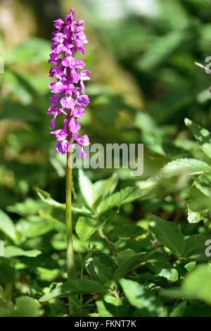 Frühe lila Orchidee (Orchis Mascula). Eine Orchidee blüht in einem britischen Waldgebiet mit gefleckten Sonnenlicht Stockfoto
