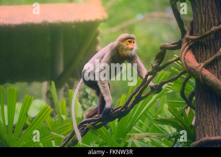 Multi-Coloured Affe mit orangefarbenen Gesicht Douc Languren. Stockfoto