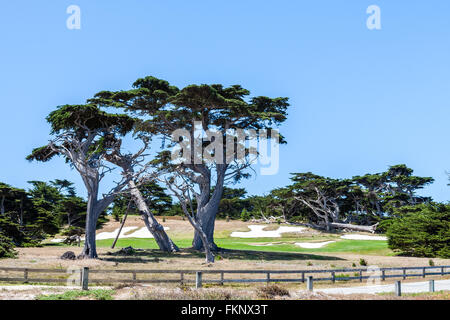 Eine einsame Zypresse auf einem Felsen an der 17 Mile Drive widersteht die pazifischen stürmen. Vom Salzwasser ist schon ziemlich grau. Stockfoto