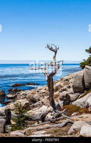 Pescadero Point, 17 Mile Drive, Big Sur, Kalifornien, USA - 1. Juli 2012: The 17 Mile Drive ist eine Panoramastraße durch Pacific Grov Stockfoto