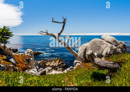 Pescadero Point, 17 Mile Drive, Big Sur, Kalifornien, USA - 1. Juli 2012: The 17 Mile Drive ist eine Panoramastraße durch Pacific Grov Stockfoto