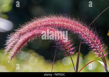 rote farbige Gräser mit roten Samen Kopf / Blume in der Sonne, fotografiert in Brisbane Botanic Gardens, Queensland, Australien Stockfoto