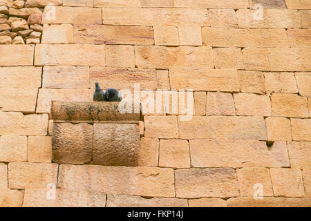 Der Vogel in der Wand in Jaisalmer Fort, Indien. Stockfoto