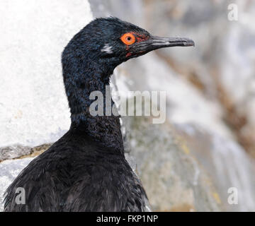 Ein Rock-Shag (Phalacrocorax Magellanicus) in seinem Nest in Felsvorsprüngen in den Beagle-Kanal. Ushuaia, Argentinien. Stockfoto