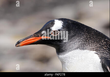 Porträt von einem Gentoo Penguin (Pygoscelis Papua). Saunders Island, Falkland-Inseln. Stockfoto