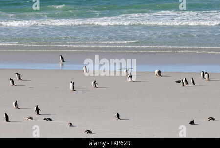 Long-tailed Gentoo Penguins (Pygoscelis Papua) und Megellanic-Pinguine (Spheniscus Magellanicus) am Strand Stockfoto