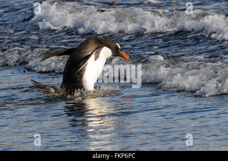 Long-tailed Gentoo Penguin (Pygoscelis Papua) geben Sie das Meer in der Nähe ihrer Verschachtelung Kolonie auf Saunders Island. Falkland-Inseln Stockfoto