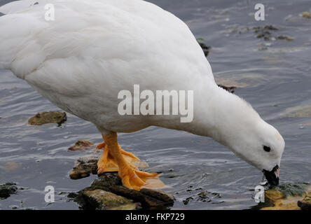 Eine männliche Seetang Gans (Chloephaga Hybrida) Fütterung am Strand von Stanley.  Stanley, Falkland-Inseln. Stockfoto