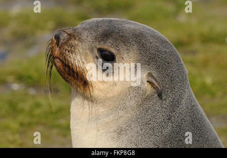 Eine junge Leuchistic, blass gefärbten, antarktische Seebär (Arctocephalus Gazella) am Strand von Salisbury Plain. Stockfoto