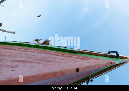 Boot-Hersteller reparieren das Holzboot in Mabul Island, Malaysia. Stockfoto