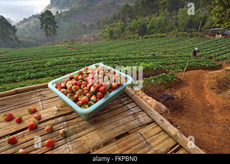 Erdbeerfarm in Doi Angkhang, Provinz Chiang Mai Stockfoto