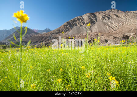 Nubra Valley in Ladakh, Indien Stockfoto