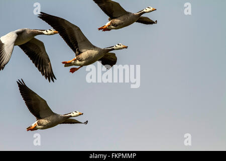 Unter der Leitung von Bar Gänse Anser Indicus im Flug Stockfoto