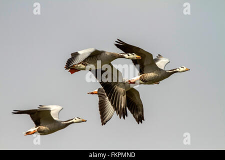 Unter der Leitung von Bar Gänse Anser Indicus im Flug Stockfoto