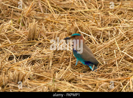 Eine indische Roller auf Reisfeld Stockfoto