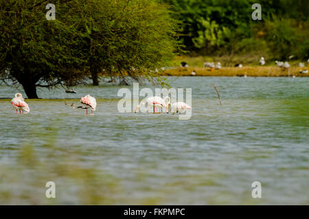 Rosaflamingo in Koonthankulam Vogelschutzgebiet Stockfoto