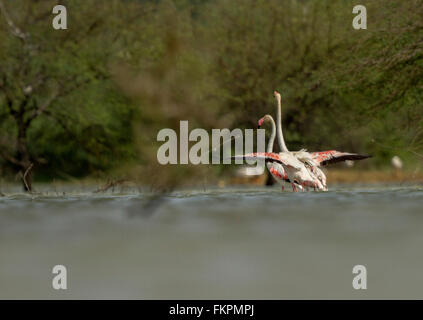 Rosaflamingo in Koonthankulam Vogelschutzgebiet Stockfoto