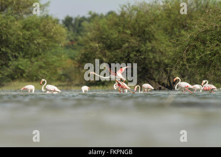 Rosaflamingo in Koonthankulam Vogelschutzgebiet Stockfoto