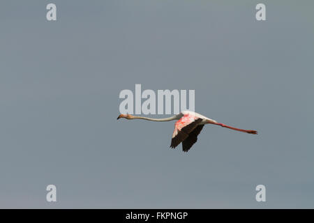 Rosaflamingo in Koonthankulam Vogelschutzgebiet Stockfoto