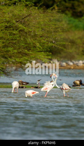 Rosaflamingo in Koonthankulam Vogelschutzgebiet Stockfoto