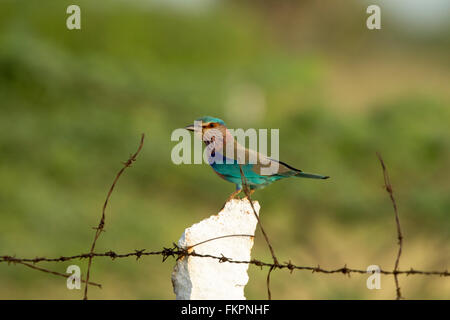 Eine indische Roller mit grünem Hintergrund Stockfoto