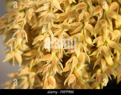 Phoenix Roebelenii, Pygmy Date Palm, kleiner bis mittelgroßer langsam wachsender Baum mit gefiederten zusammengesetzten Blättern und kleinen Blüten Stockfoto