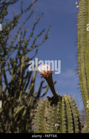 Rosa Easter Lily Cactus, Eachinopsis Oxygona, blühen im Frühling in der Wüste von Arizona Stockfoto